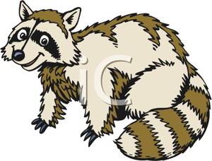 300x228 Raccoon Clipart Brown