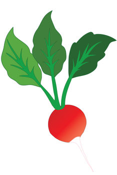 234x350 Clip Art Illustration Of A Radish