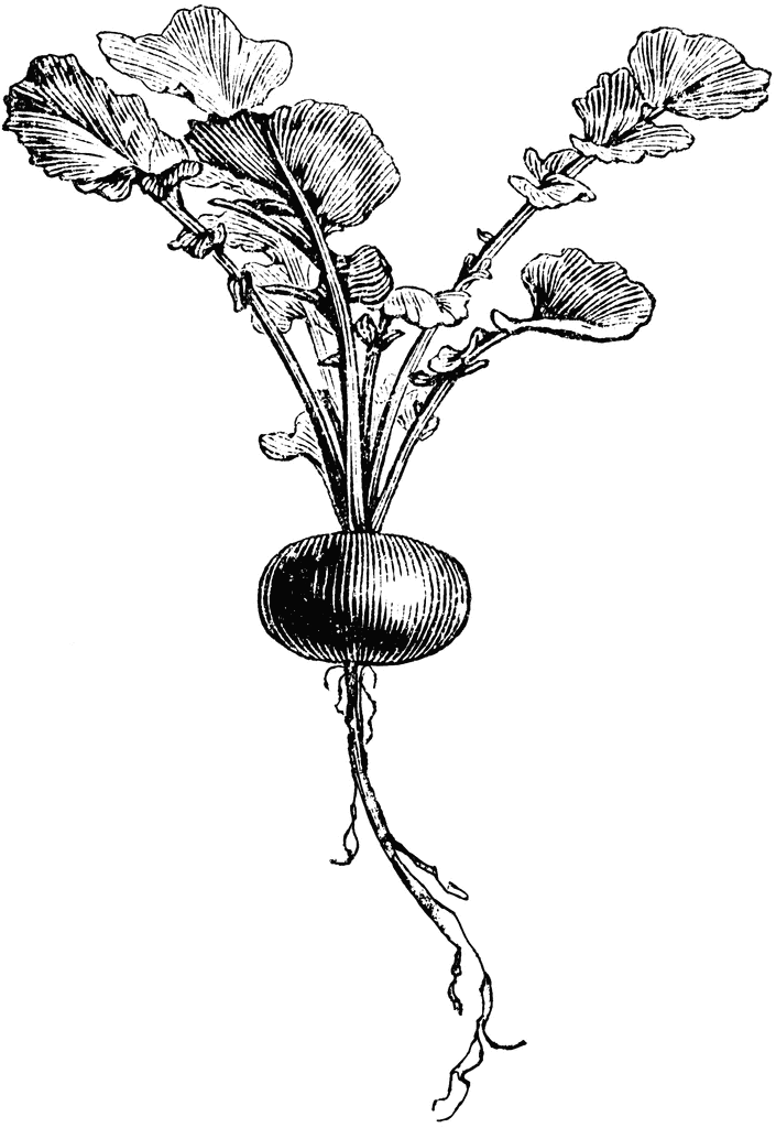 705x1024 Early Rose Globe Radish Clipart Etc