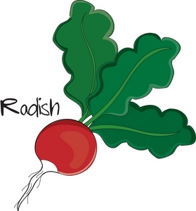 279x300 Radish Clipart Image