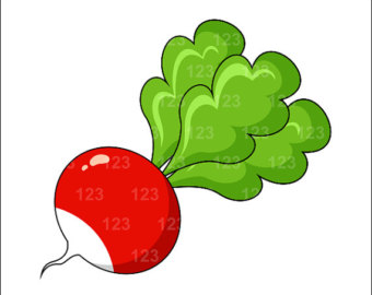 340x270 Radish Clipart