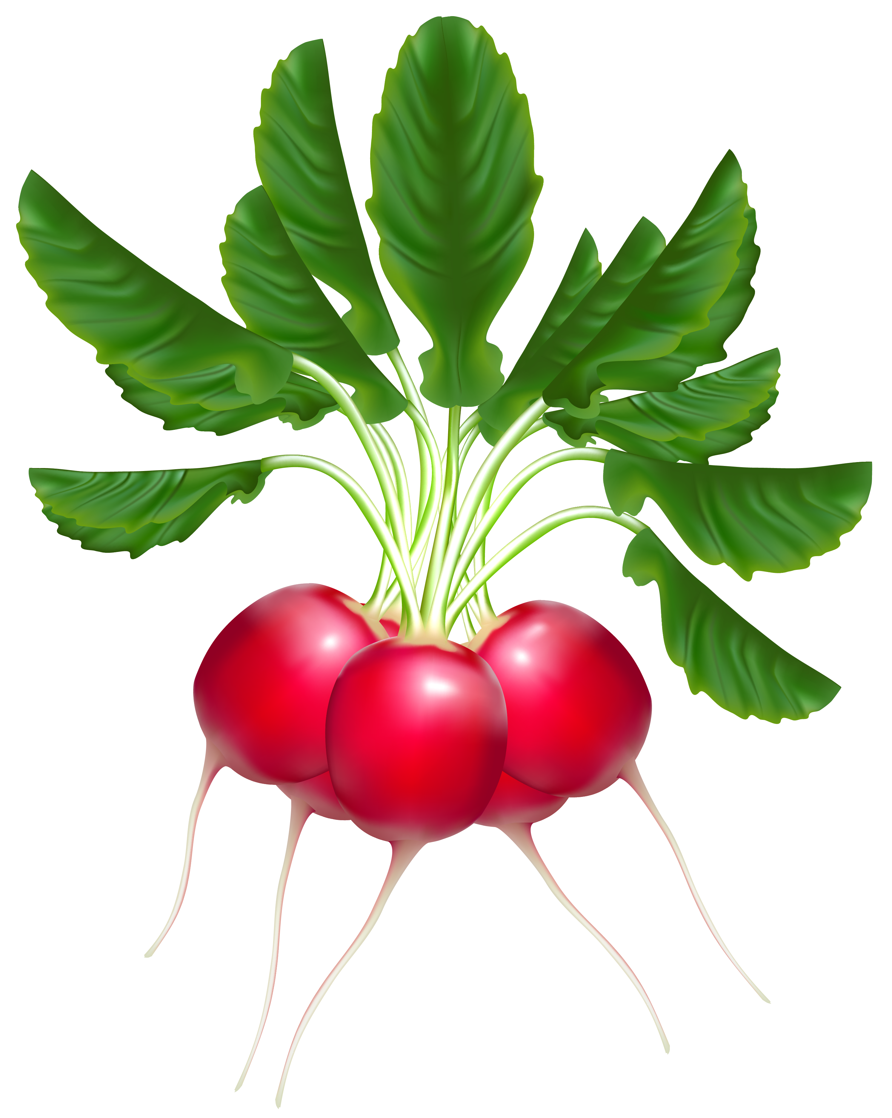 2988x3743 Radish Clipart Free Clipartfox