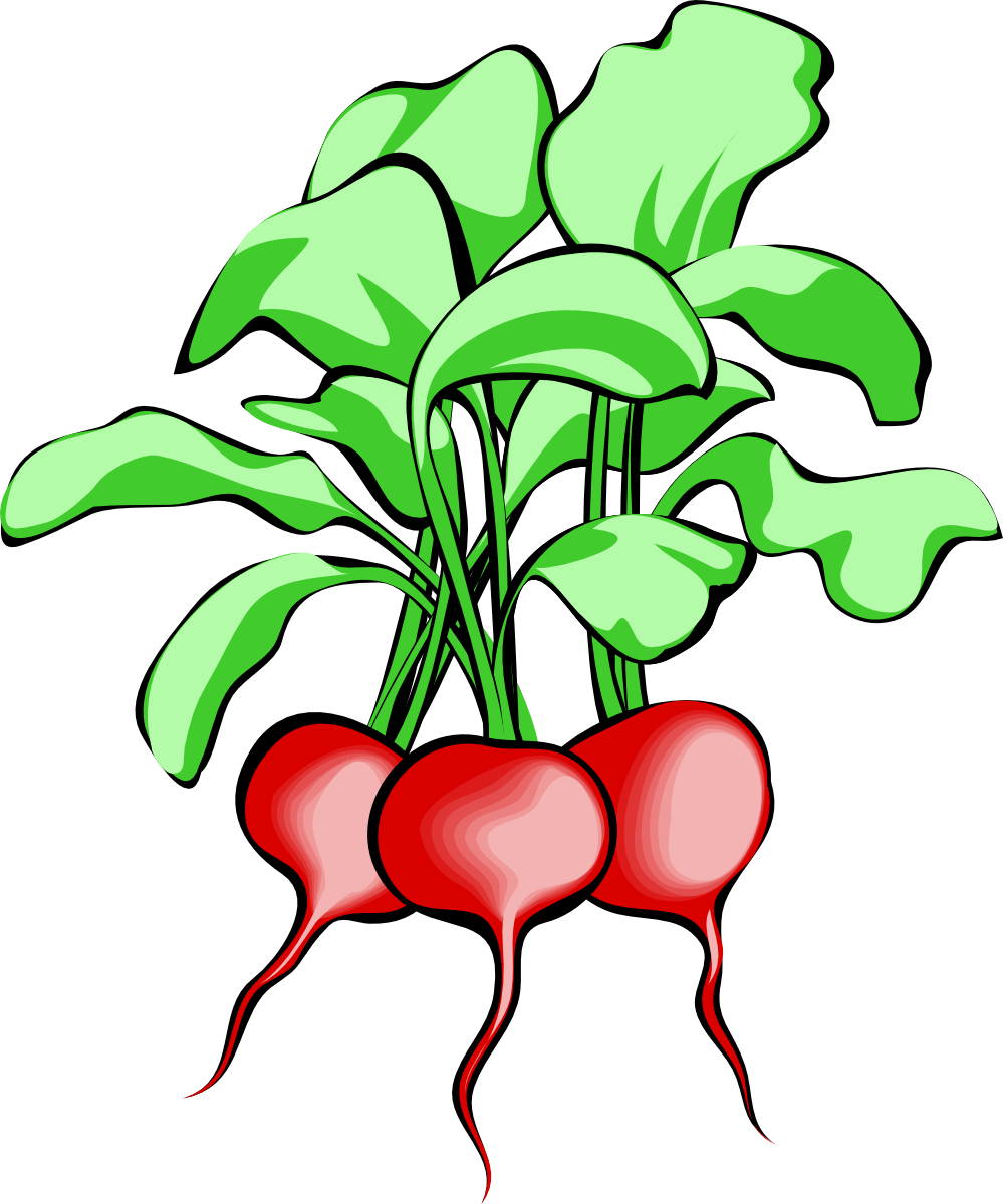 999x1200 Radish Clipart Free Images 2