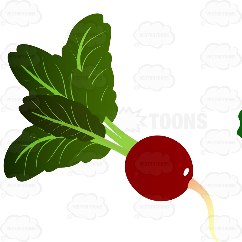 800x800 Ripened Radish With Bright Green Leaves Coming From Stem Cartoon