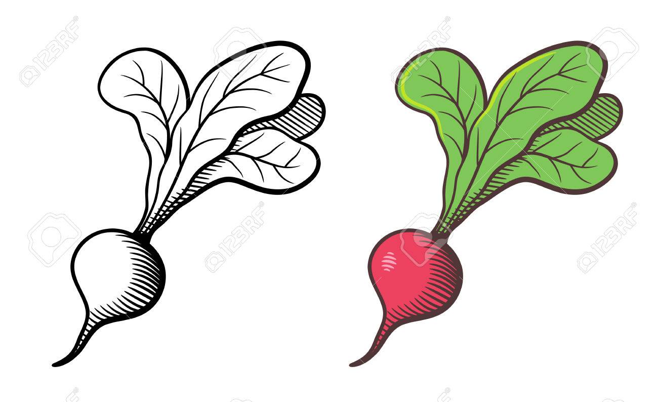 1300x794 Vector Hand Drawn Illustration Of Radish. Outline And Colored