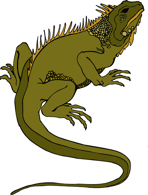 572x750 Iguana Clipart Rainforest Animal