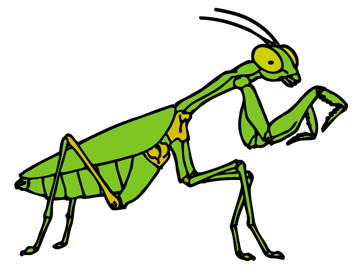 1200x900 Animal Clipart Cricket