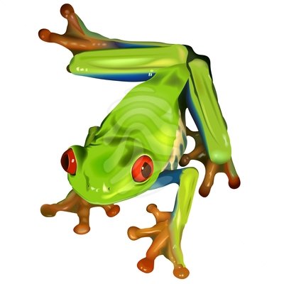400x400 Rainforest Frog Clipart