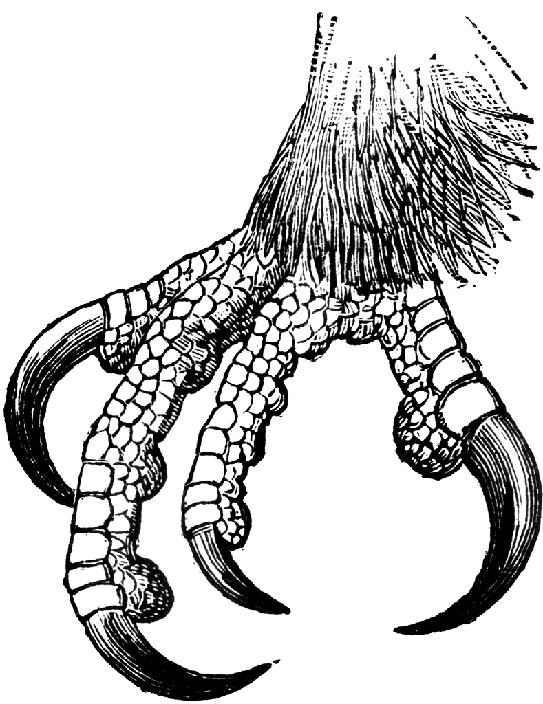 789x1024 Wildcat Clipart Raptor Claw