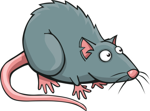 480x357 Rat Clipart