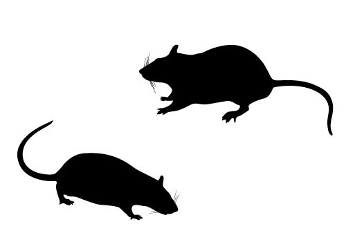 500x350 Rat Clip Art