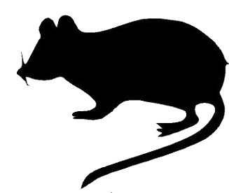 327x276 Clipart Rat