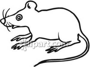 300x223 Clipart Of A White Rat Outlined In Black