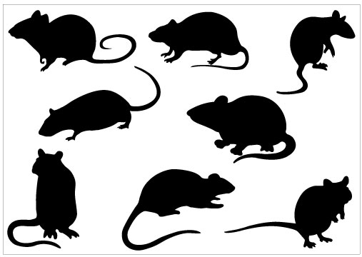 507x360 Rat Clip Art Clipart Photo 3
