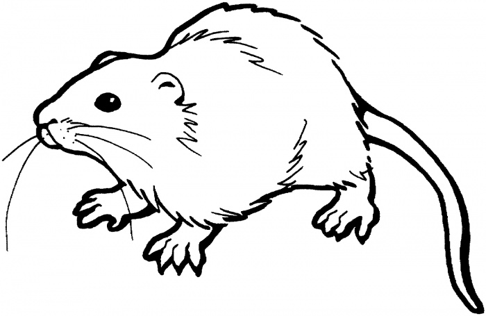 700x455 Rat Clipart Colouring Page