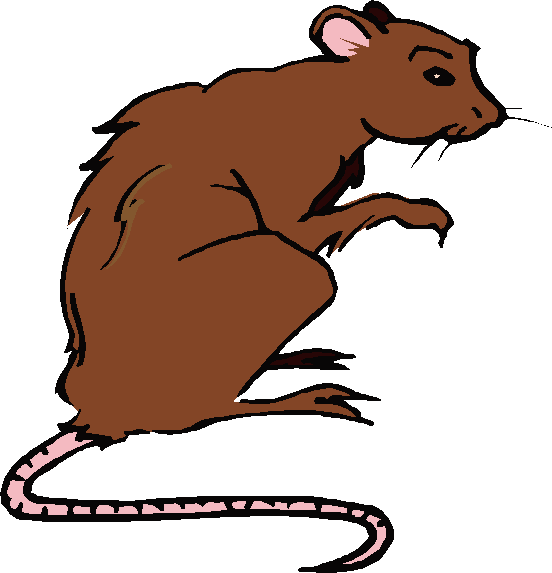 552x573 Rat Clip Art Free Clipart Images 2 3