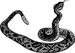 310x221 Rattle Snake Clip Art Free Vectors Ui Download