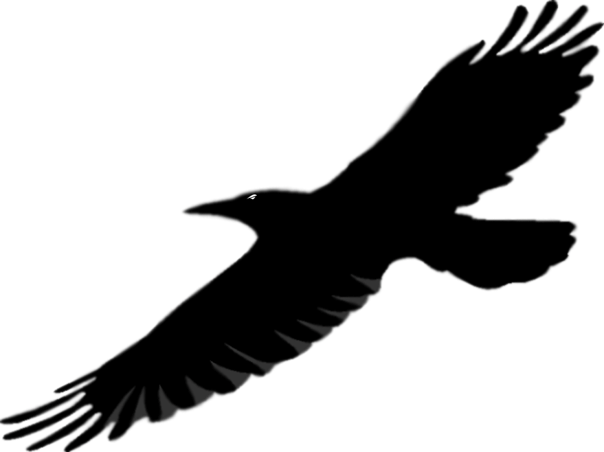 879x658 Top 76 Raven Clipart