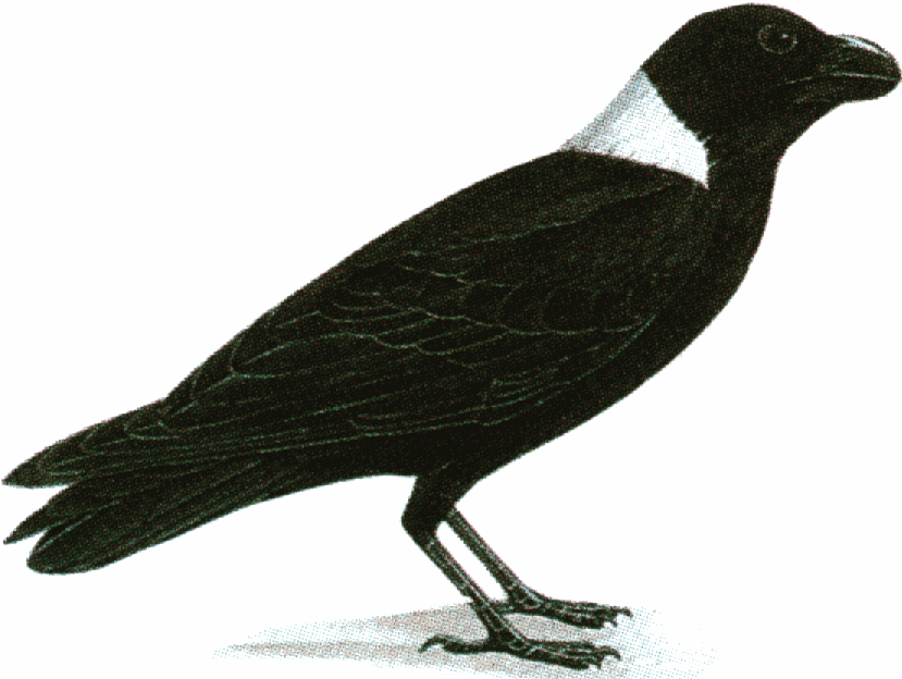 829x624 Raven Clip Art