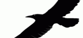 272x125 Raven Clip Art