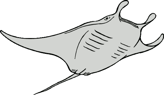 532x307 Manta Ray Cliparts 230518