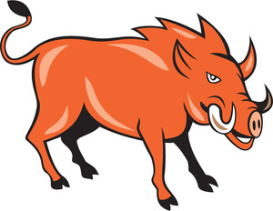 300x232 Wild Boar Or Razorback Royalty Free Stock Image