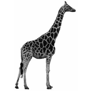 Real Animal Clipart | Free download on ClipArtMag