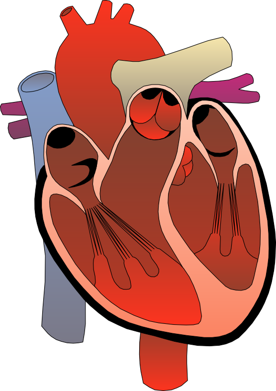 555x786 Human Heart Clip Art Free Clipart Images 2