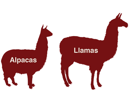 437x328 Llama Clipart Real