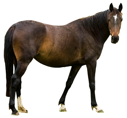 413x384 Real Horse Clipart