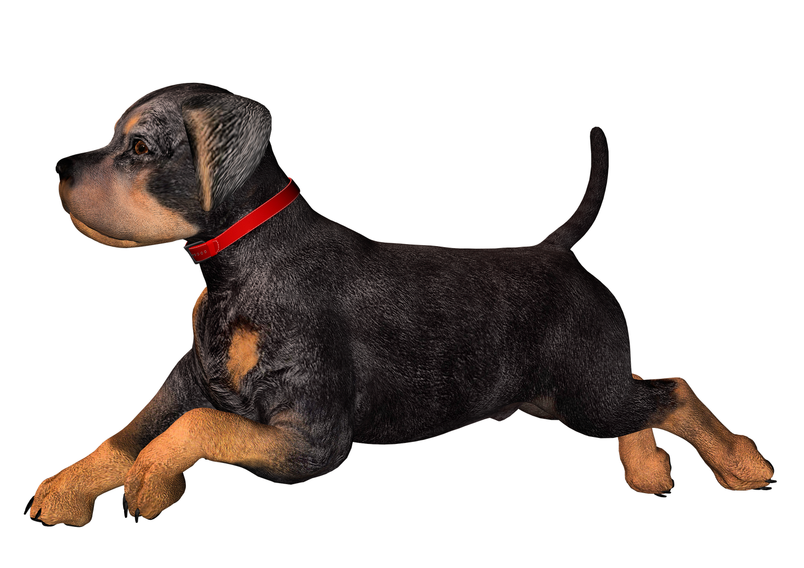 1600x1131 Real Dog Clipart