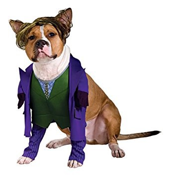 340x355 9 Cheap Costumes Every Broke Pet Mom And Dad Will Appreciate