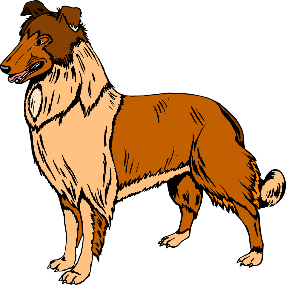 958x952 Collie Clipart Real Dog