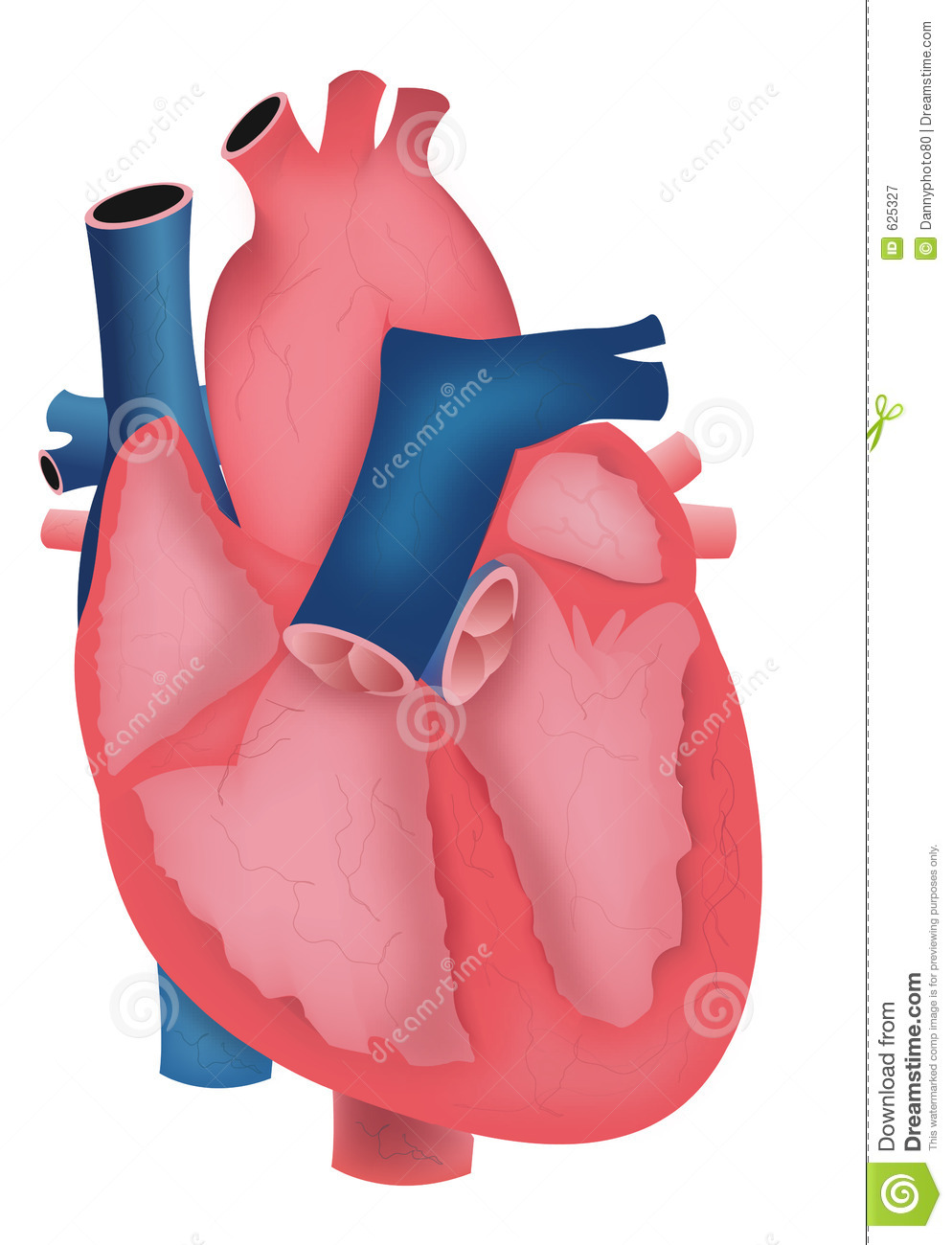 994x1300 Human Heart Clipart