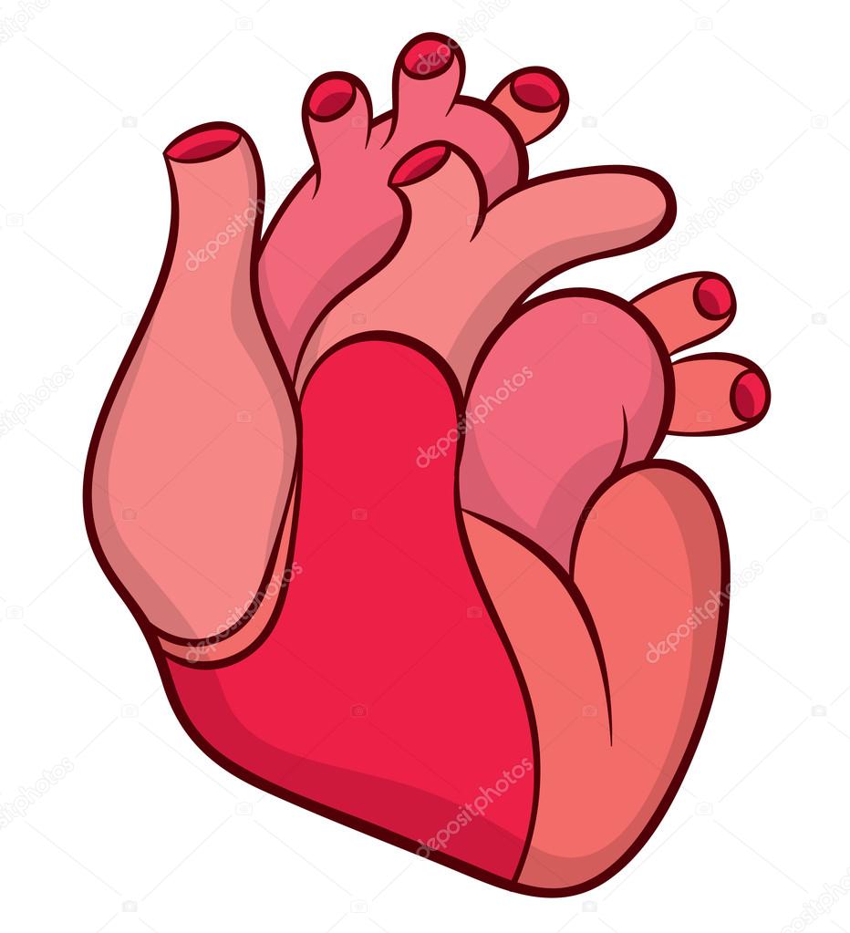 932x1023 Naturalistic Real Heart Stock Vector Annasuchkova