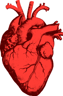 211x319 Organs Clipart Real Heart