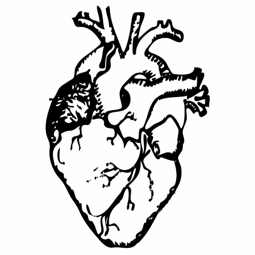Сердце картинка черно белая. Сердце чб. Сердце человека черно белое.