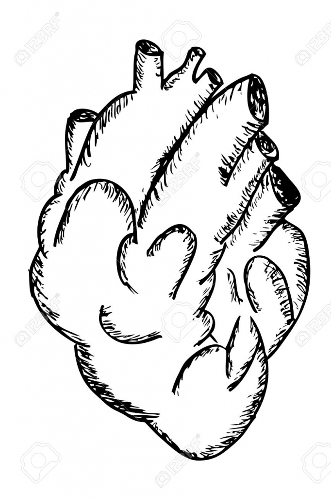 682x1024 How To Draw A Human Heart Real Heart Drawing Clipartsco