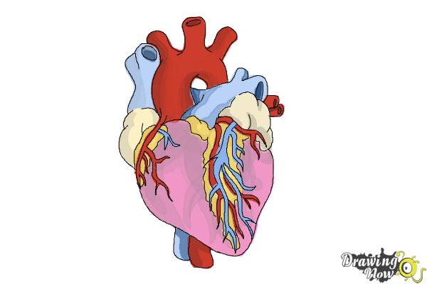 600x400 How To Draw A Real Heart