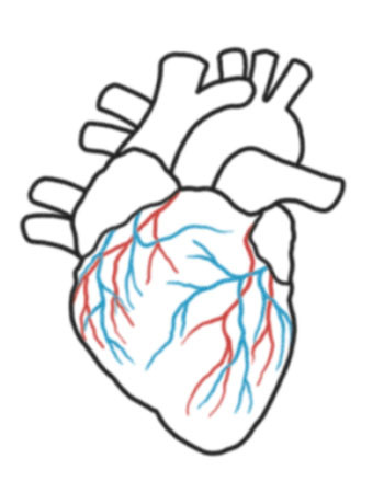 350x450 Real Heart Drawing