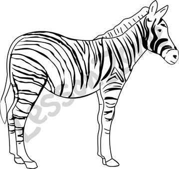 359x339 Lesson Zone Au