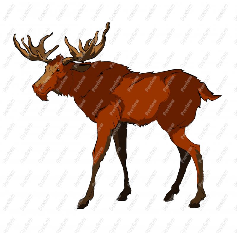 800x785 Realistic Moose Clip Art