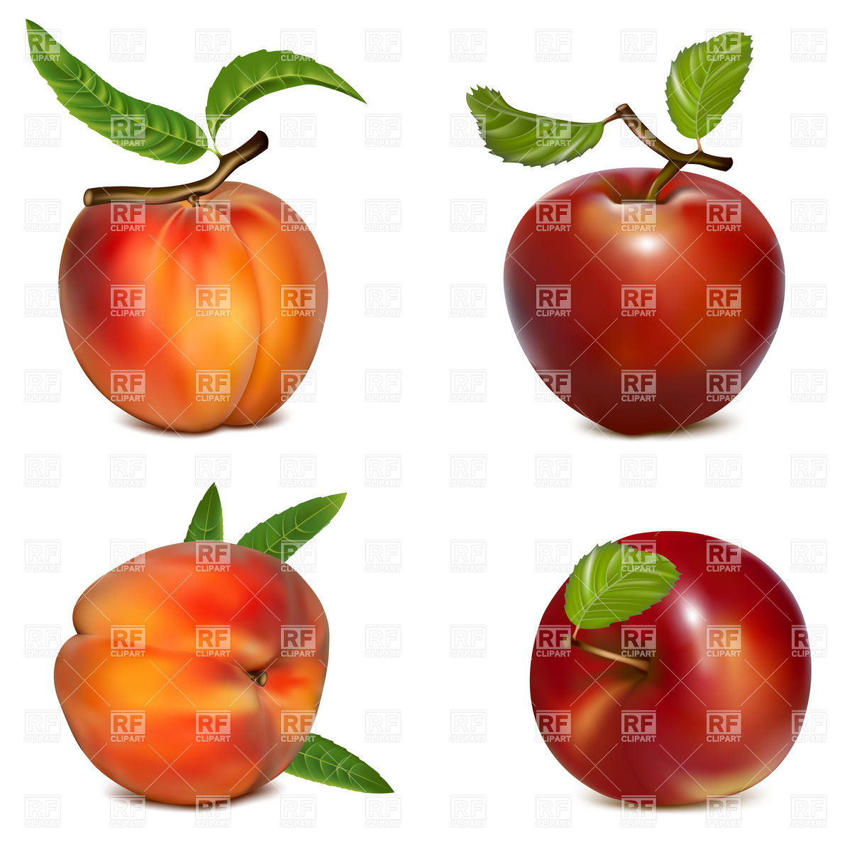 1194x1200 Apples And Peaches Royalty Free Vector Clip Art Image