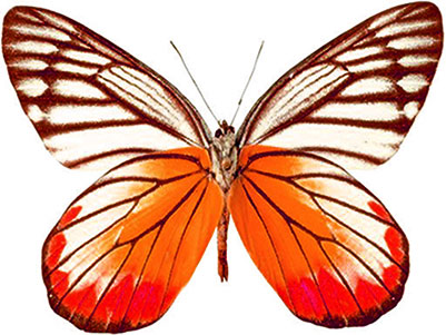 401x301 Free Animated Butterfly Clipart