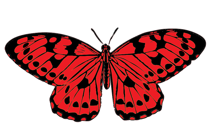 709x469 Butterflies Butterfly Clipart 5