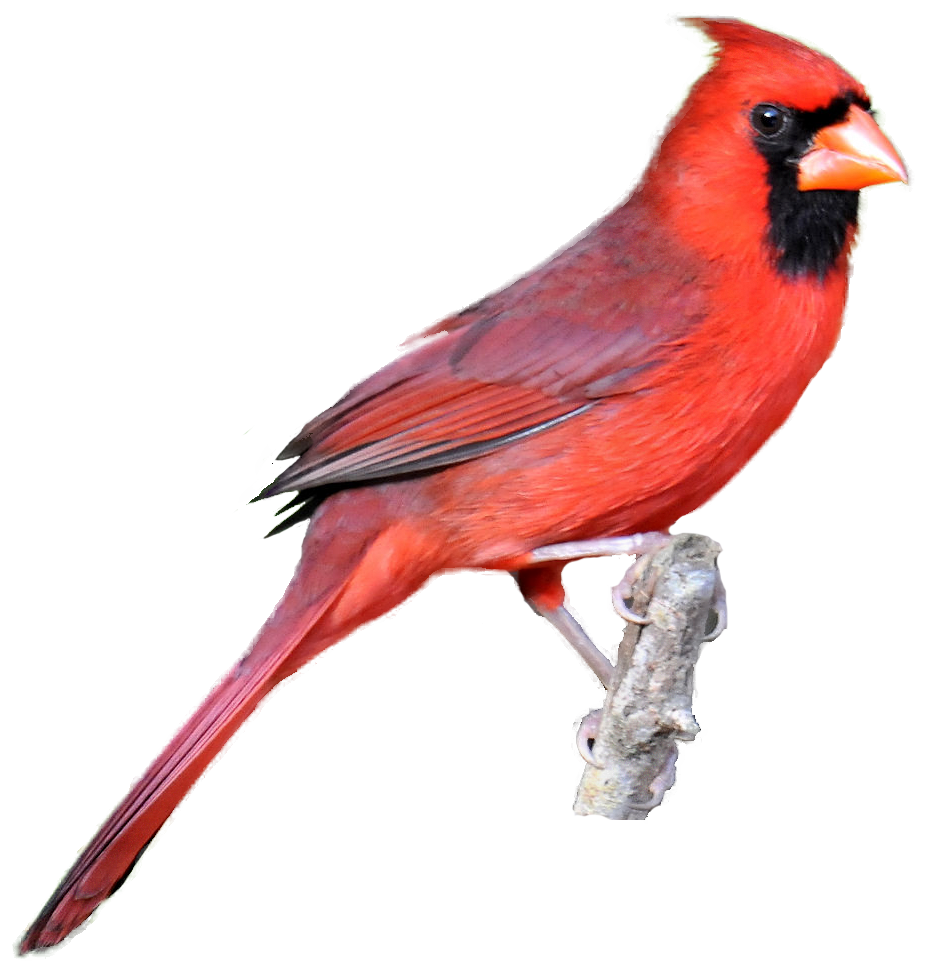 930x965 Cardinal Images Realistic Clipart From Masked Photographs