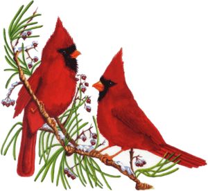 300x276 Cardinal Clipart Snowy Branch