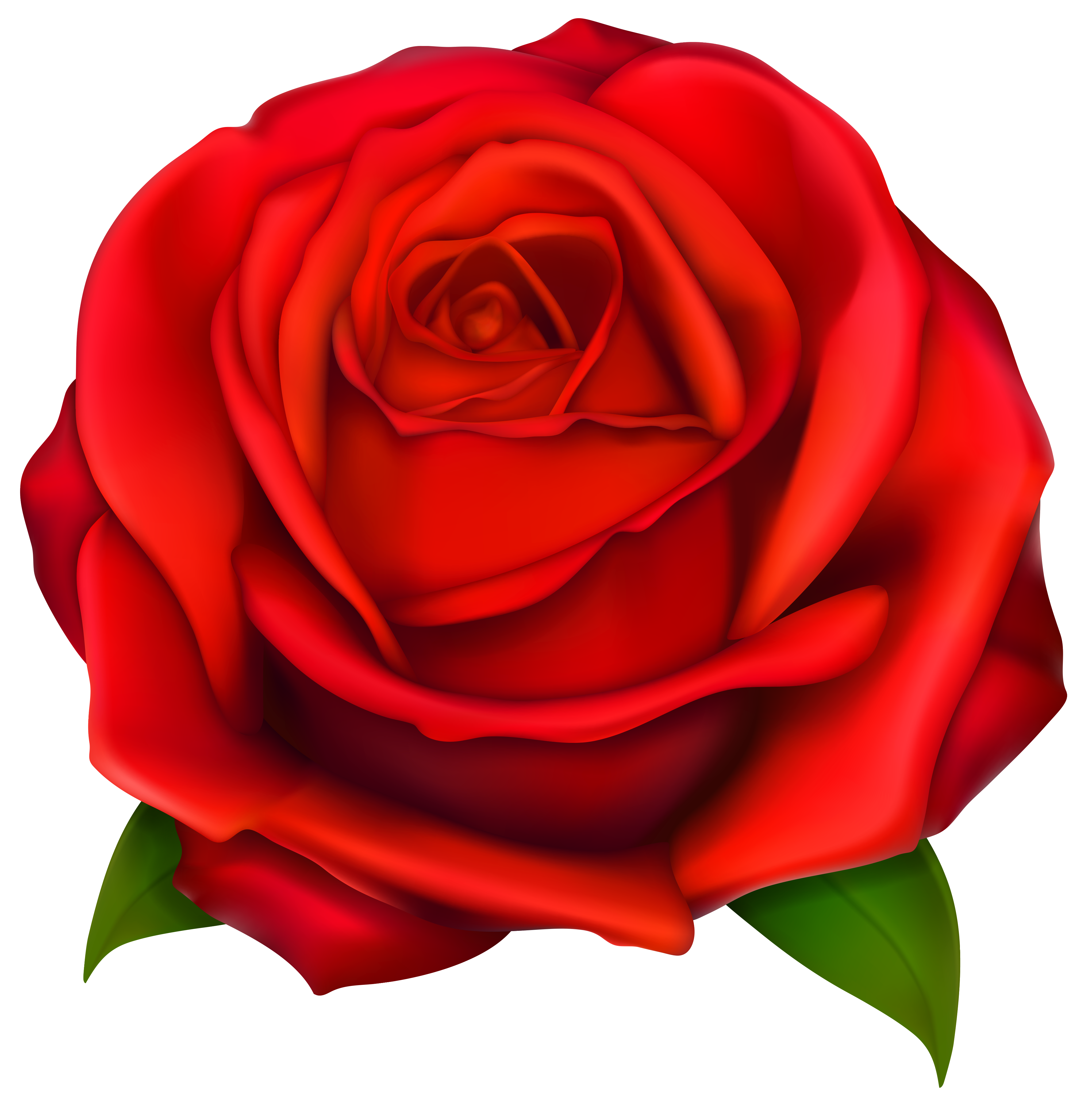4084x4136 Image Of Clip Art Red Rose
