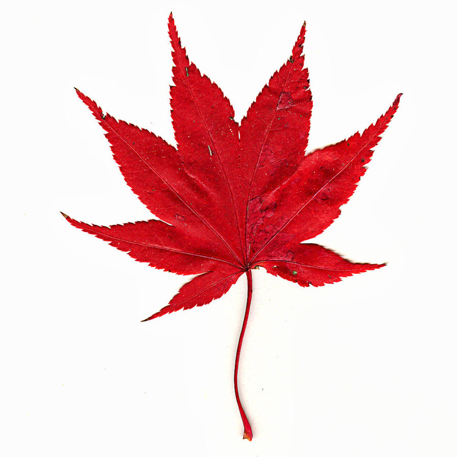 894x894 Japanese Maple Red Leaves Clipart