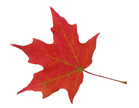 Red Maple Leaf Clip Art | Free download on ClipArtMag